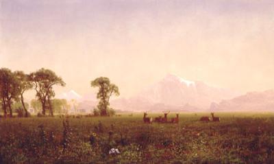 Albert Bierstadt Elk Grazing in the Wind River Country oil painting picture